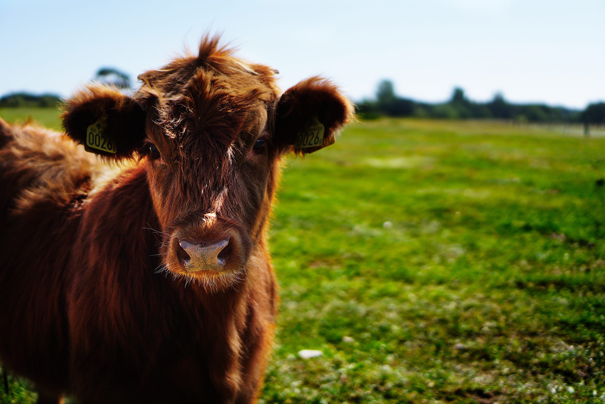 Perché i vegani non consumano latte e latticini?